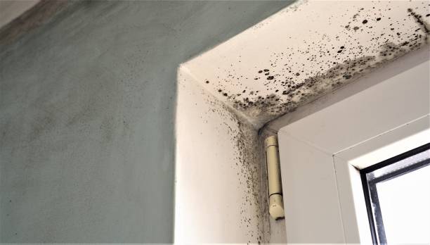 Best Air Quality Testing for Mold Spores  in La Habra Heights, CA