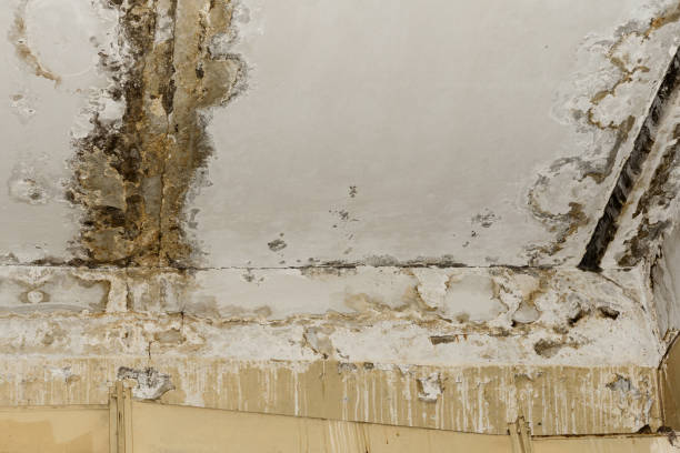 Best Commercial Mold Inspection  in La Habra Heights, CA