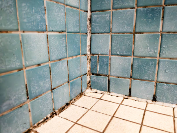 Best Mold Removal for HVAC Installations  in La Habra Heights, CA