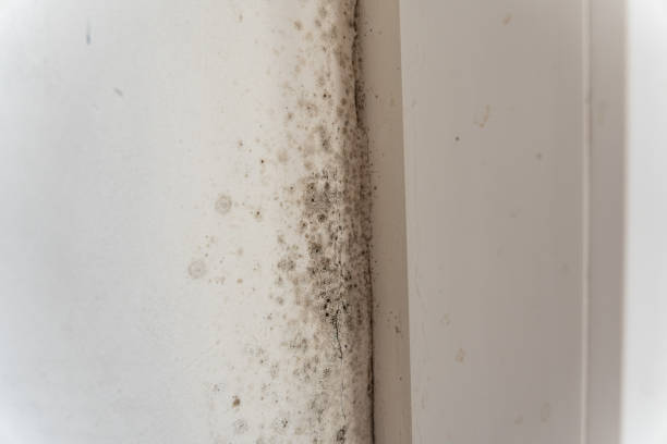 Best Post-Construction Mold Inspection  in La Habra Heights, CA