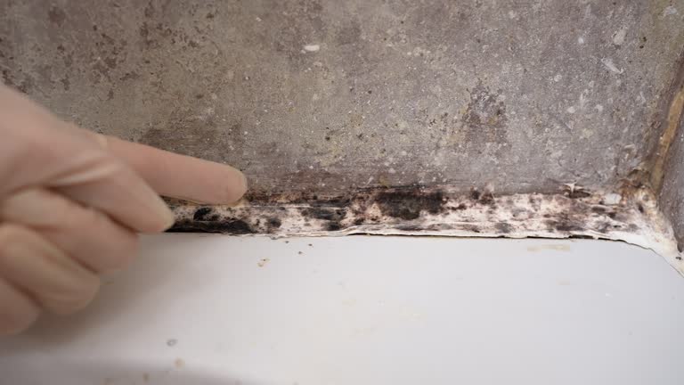  La Habra Heights, CA Mold Removal Pros