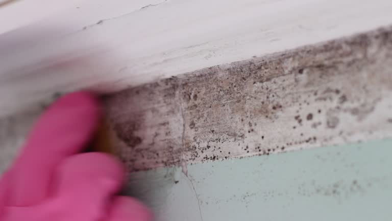 Best Mold Documentation for Insurance Claims  in La Habra Heights, CA